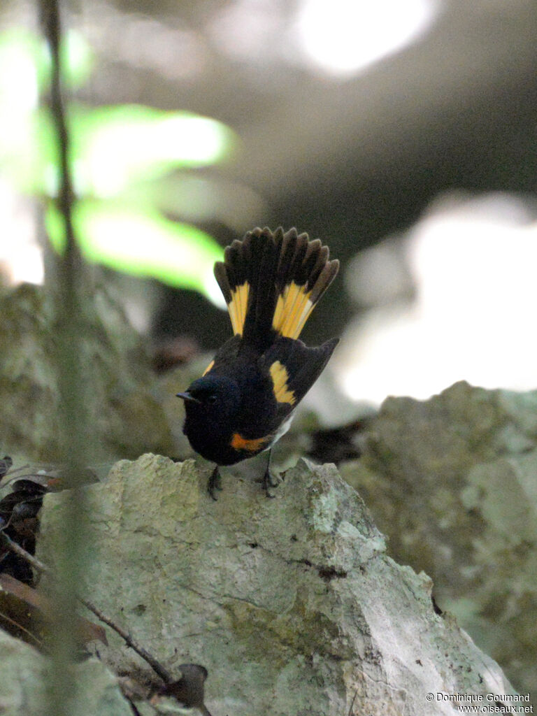 Paruline flamboyante