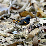 Paruline flamboyante