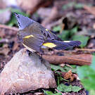 Paruline flamboyante