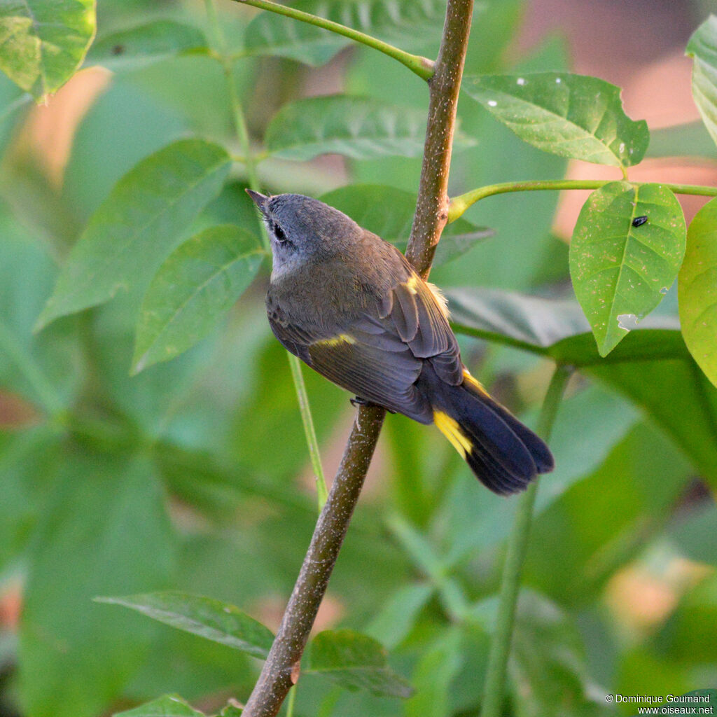 Paruline flamboyante