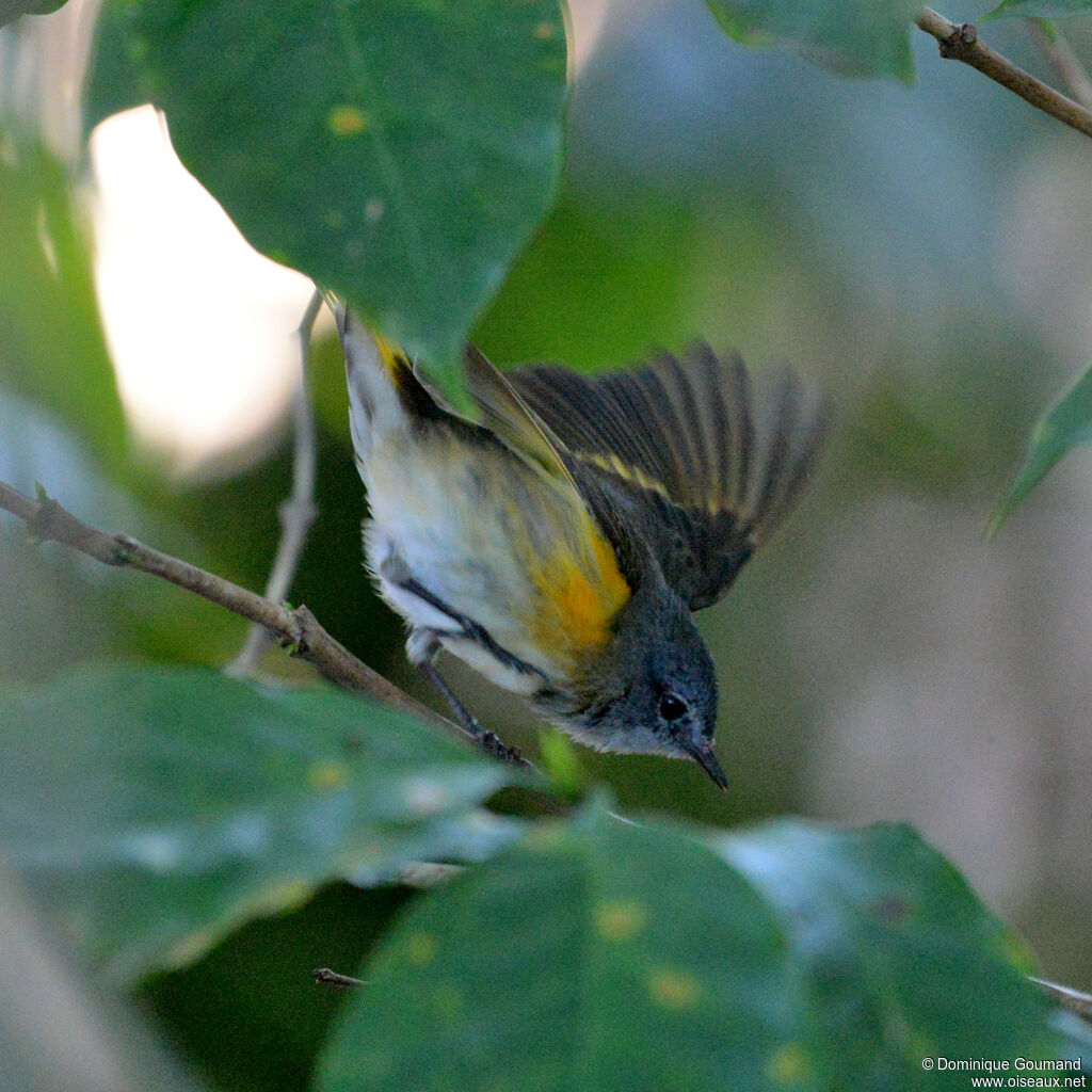 Paruline flamboyante