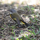 Paruline flamboyante