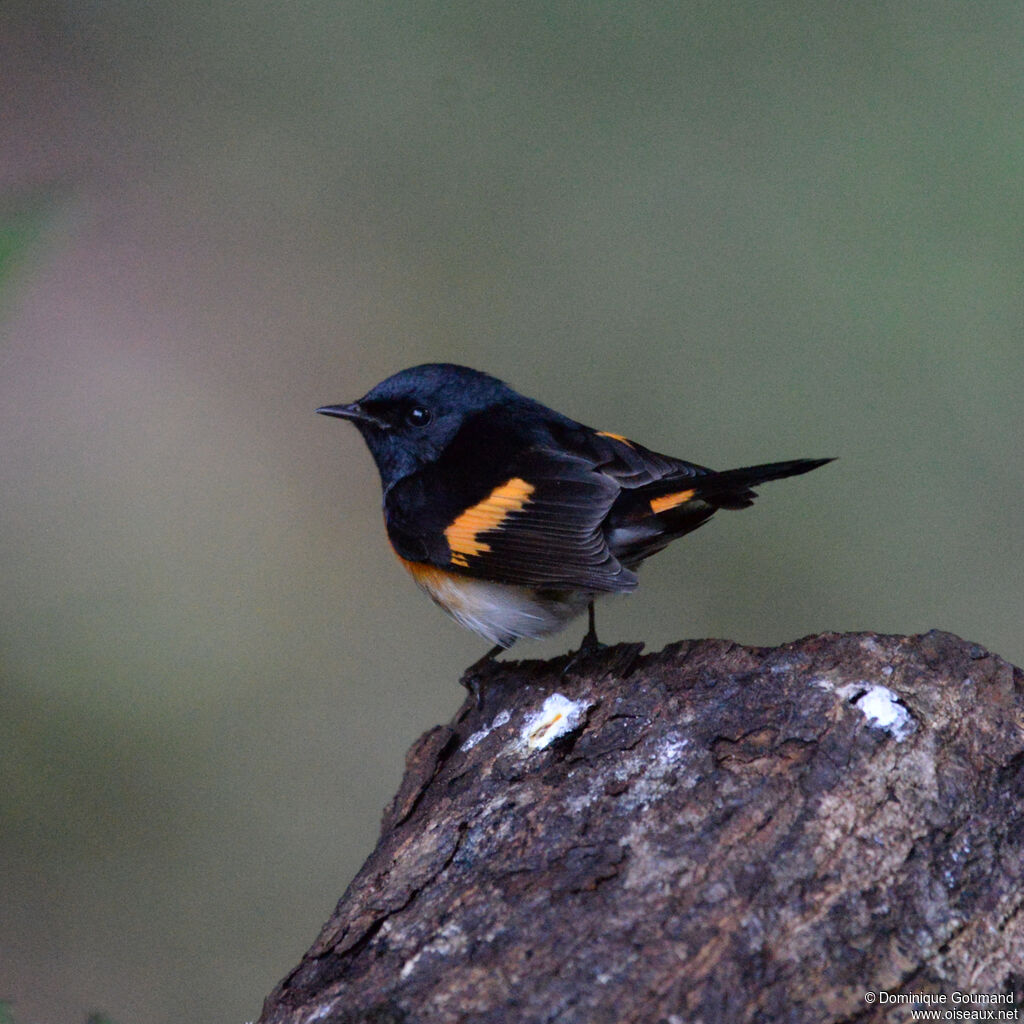 Paruline flamboyante mâle adulte, identification