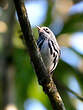 Paruline noir et blanc