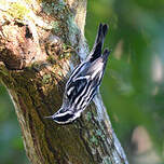 Paruline noir et blanc