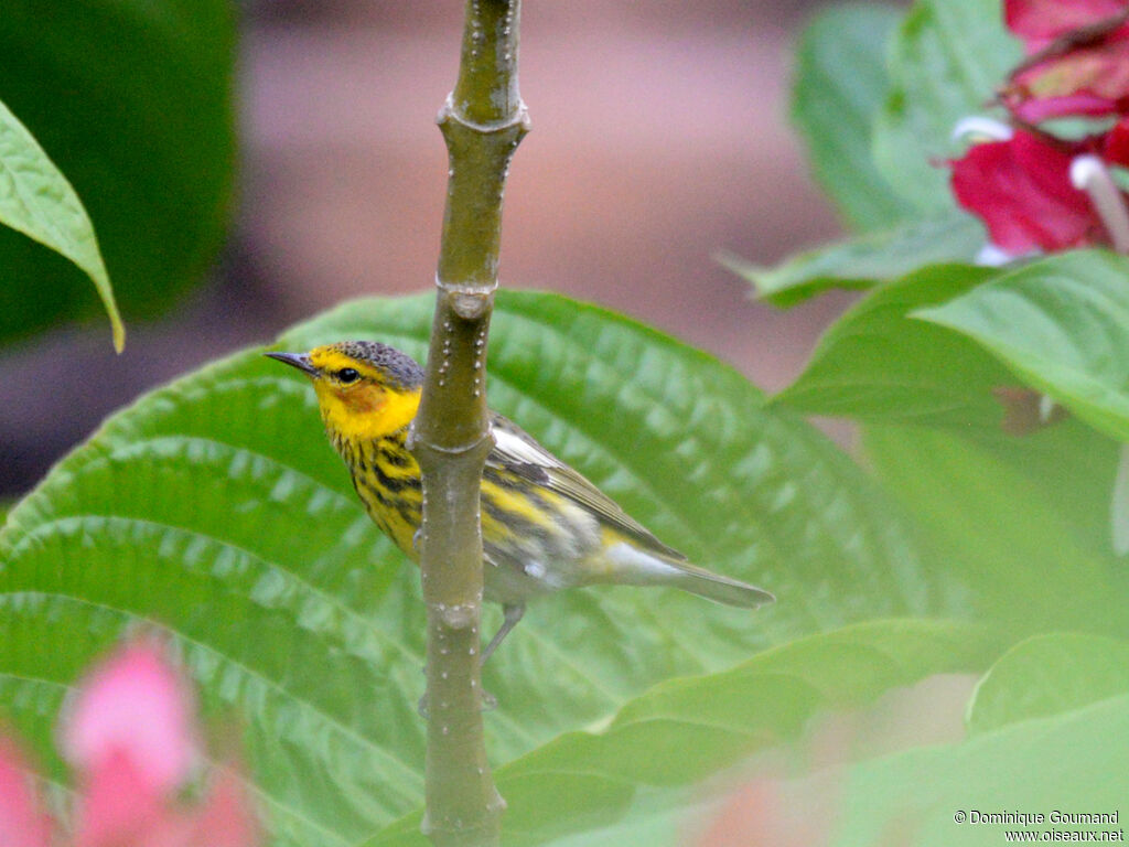 Paruline tigrée mâle adulte