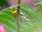 Paruline tigrée