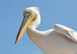 Great White Pelican