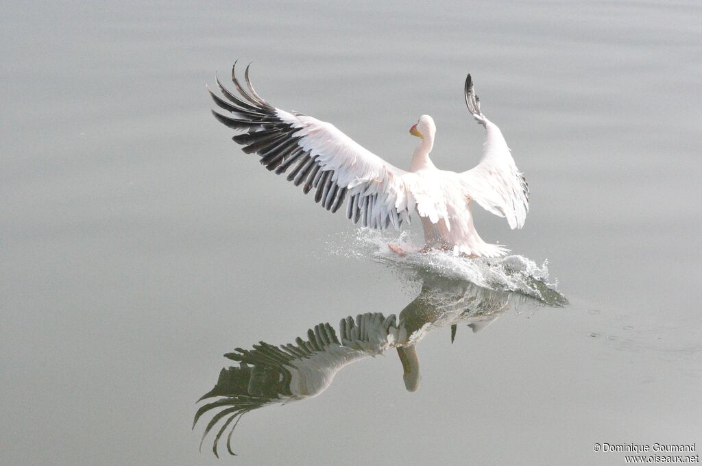 Pélican blanc