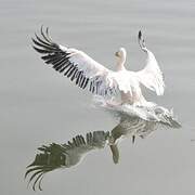 Great White Pelican