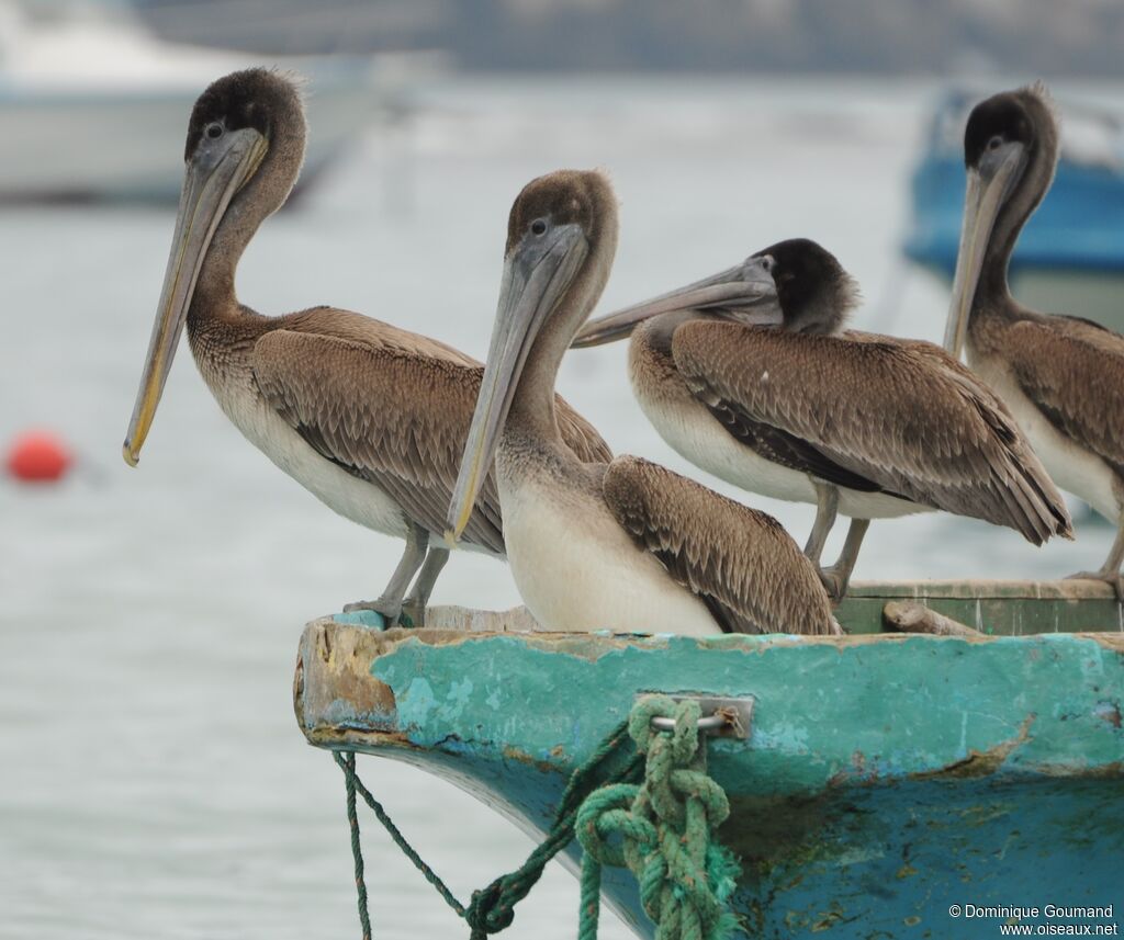 Brown Pelicanjuvenile