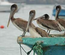 Brown Pelican