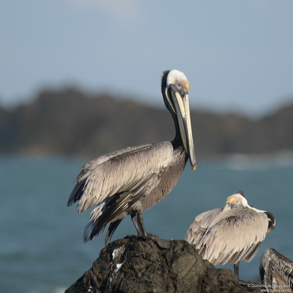 Brown Pelicanadult