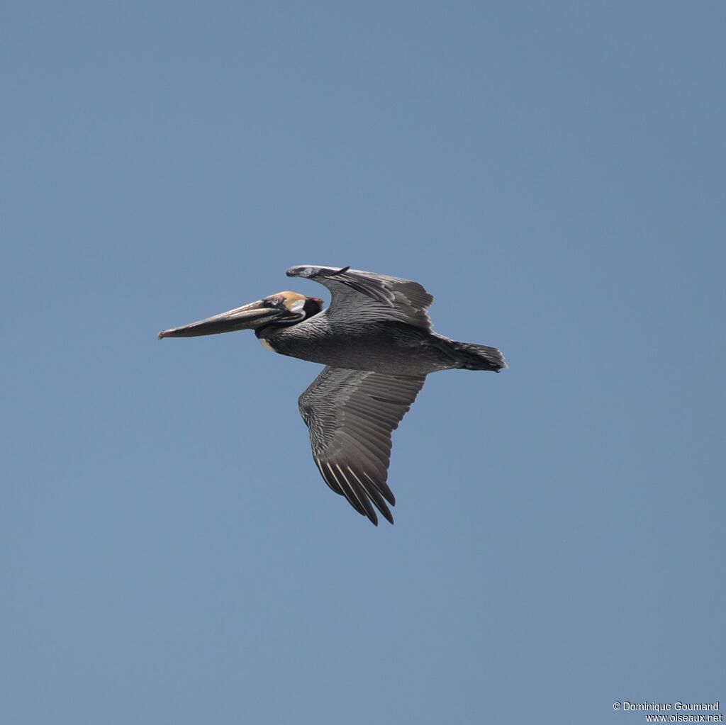 Brown Pelicanadult