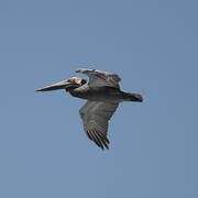 Brown Pelican