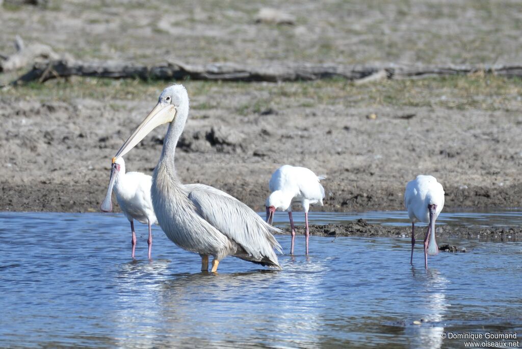 Pink-backed Pelican