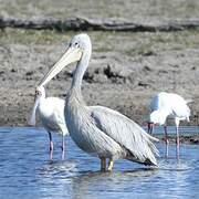 Pink-backed Pelican