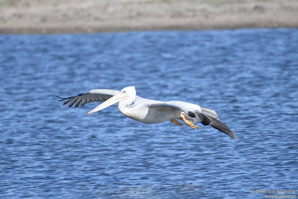 Pink-backed Pelican