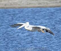 Pink-backed Pelican