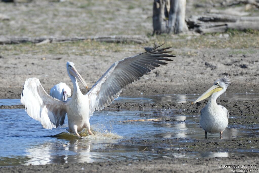 Pink-backed Pelican