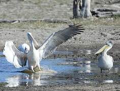 Pink-backed Pelican