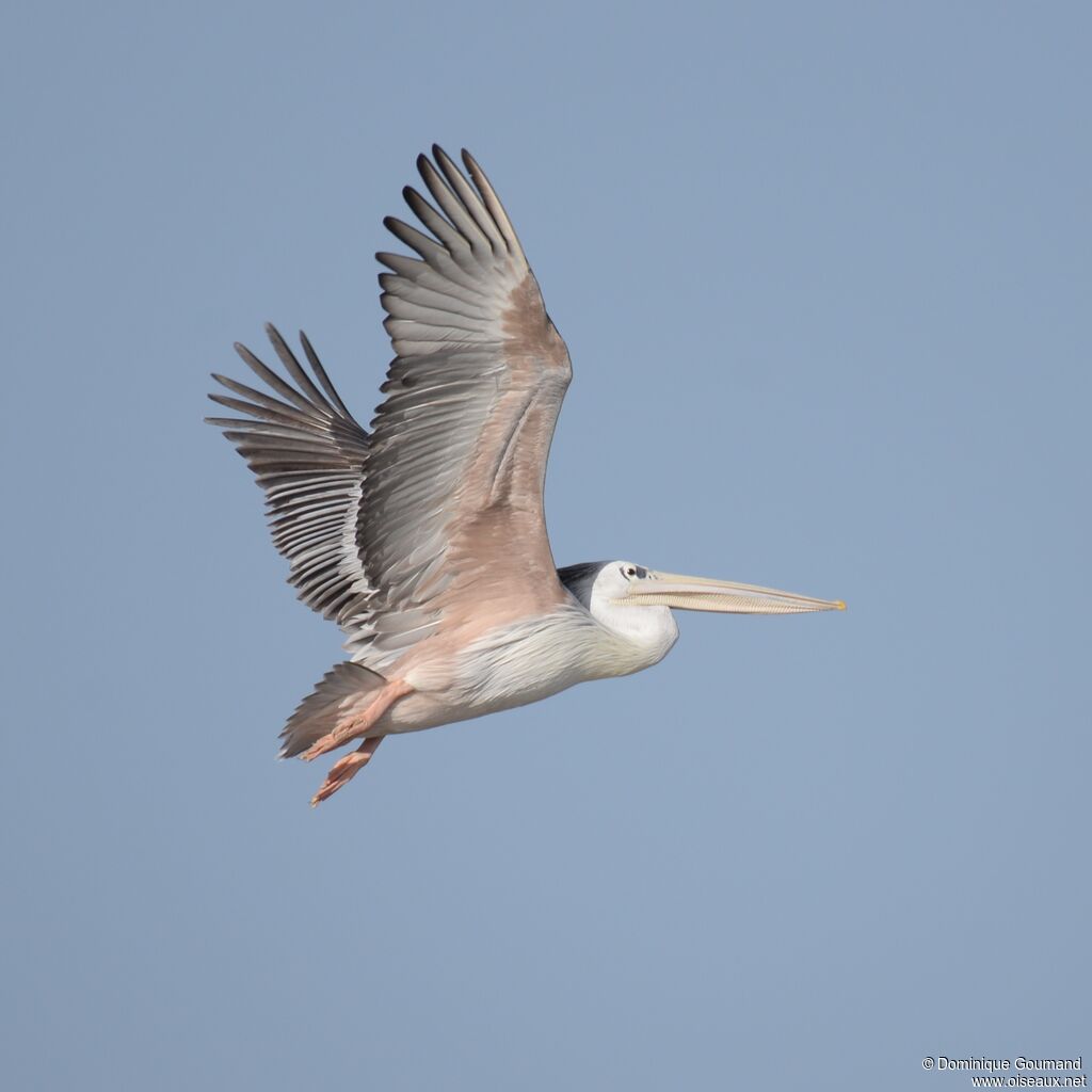 Pink-backed Pelicanadult