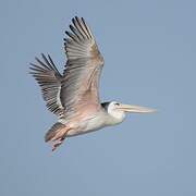 Pink-backed Pelican