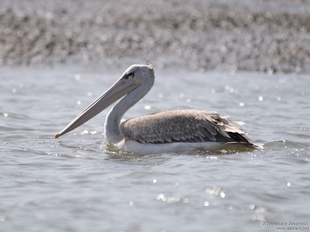 Pink-backed Pelicanadult