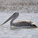 Pélican gris