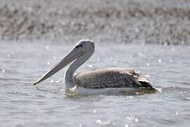 Pink-backed Pelican