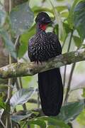 Crested Guan