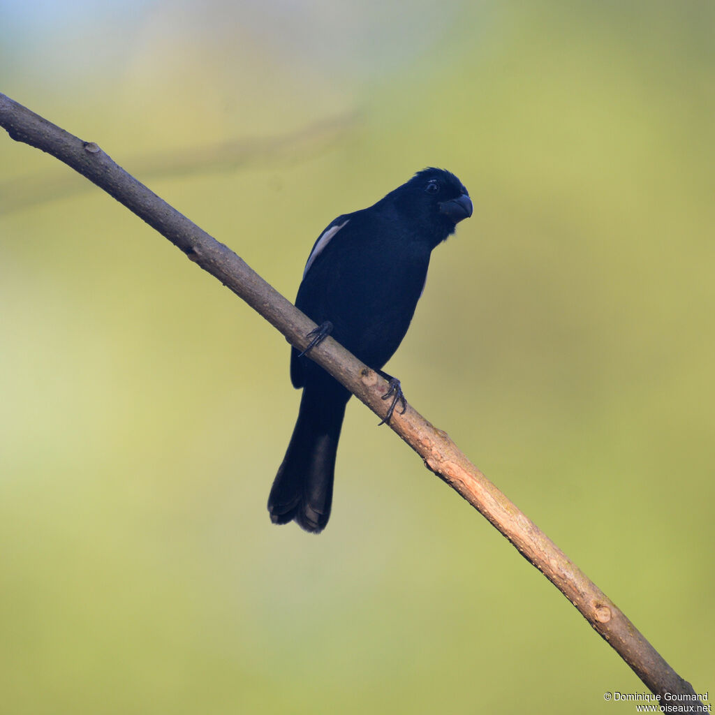 Pèrenoir négrito adulte, identification