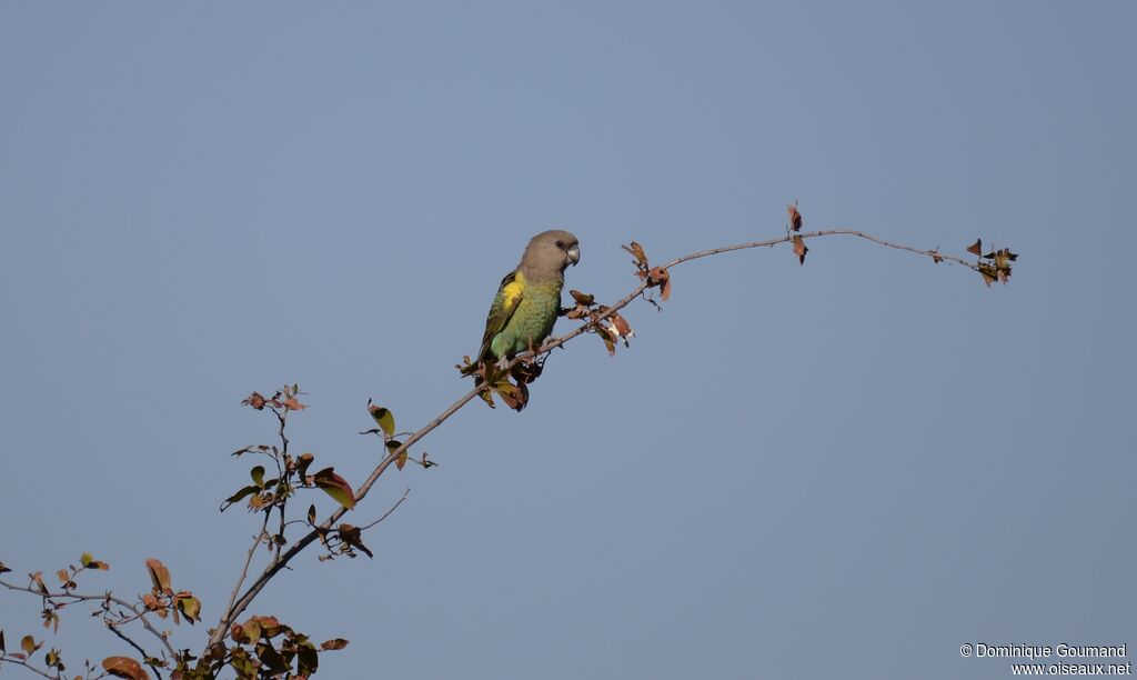 Meyer's Parrot