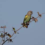 Meyer's Parrot