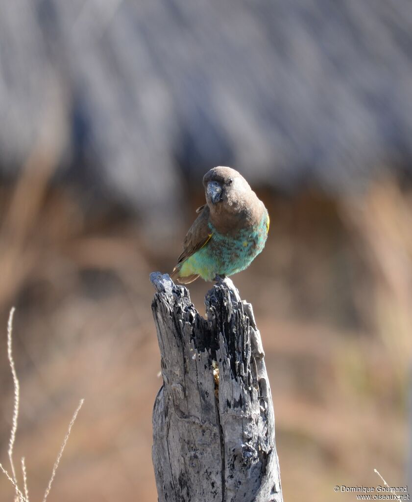 Meyer's Parrot