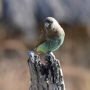 Meyer's Parrot