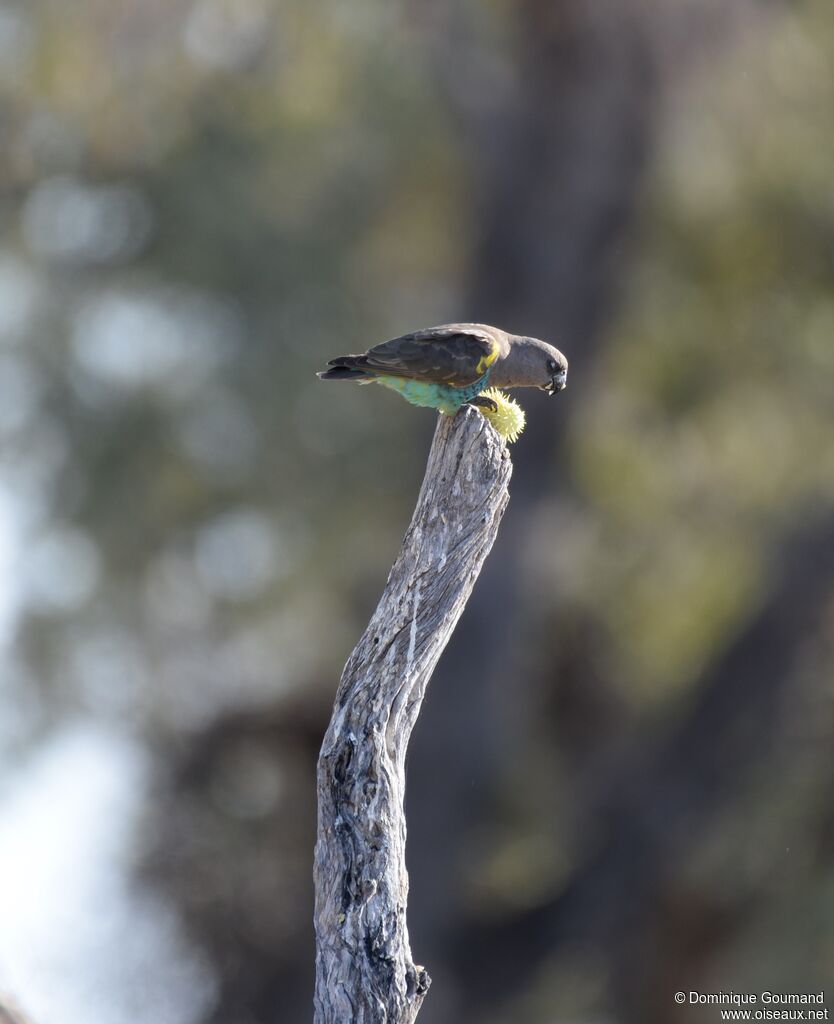 Meyer's Parrot