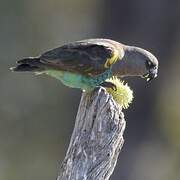 Meyer's Parrot