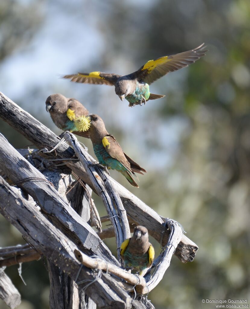 Meyer's Parrot