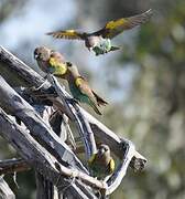 Meyer's Parrot