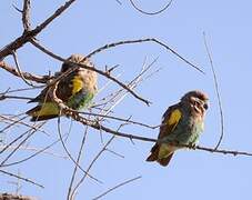 Meyer's Parrot