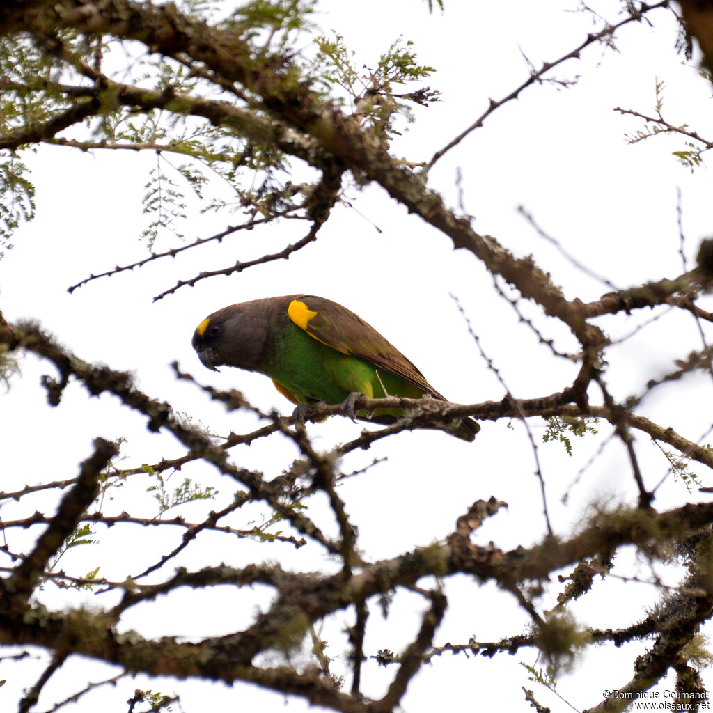 Meyer's Parrotadult, identification