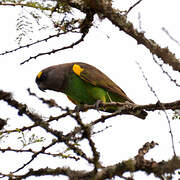 Meyer's Parrot