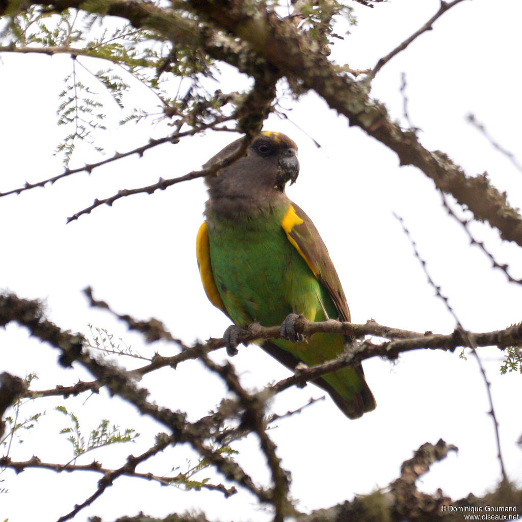 Meyer's Parrotadult, close-up portrait