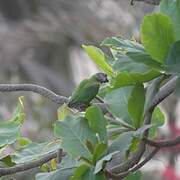 Senegal Parrot