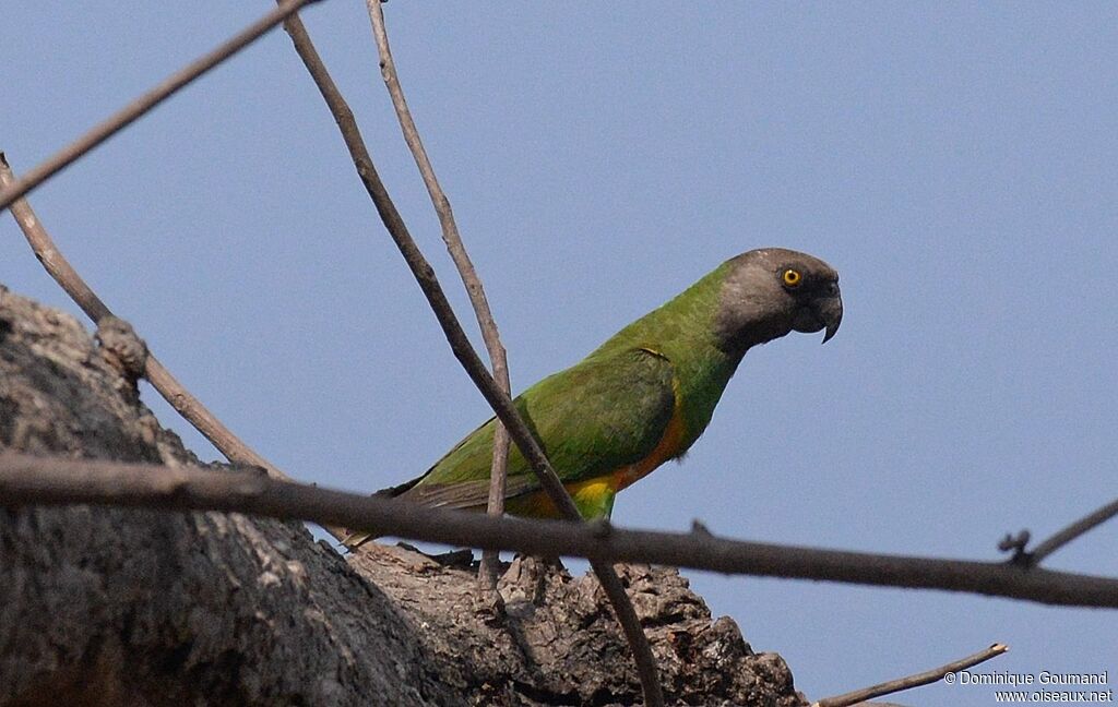 Senegal Parrotadult