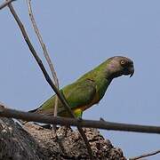 Senegal Parrot