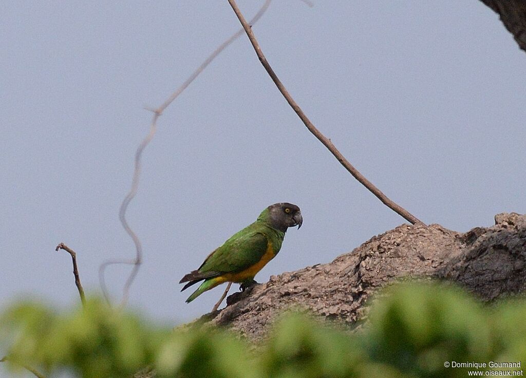 Senegal Parrotadult