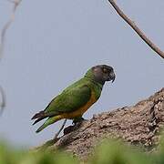 Senegal Parrot