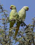 Rose-ringed Parakeet